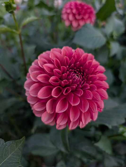 Levi’s Bloodmoon (Tuber)