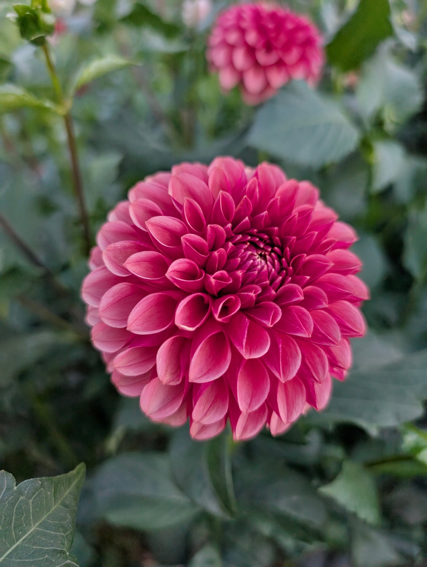 Levi’s Bloodmoon (Tuber)