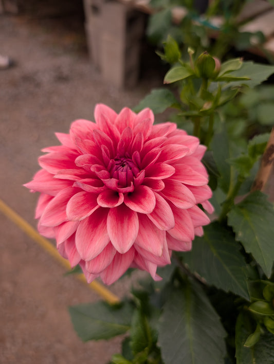 Bella Raimi (Rooted Cutting)