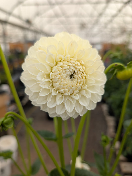 Boundary Snowflake (Rooted Cutting)