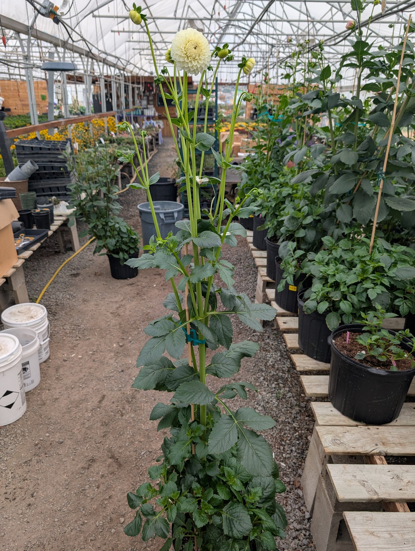 Boundary Snowflake (Rooted Cutting)