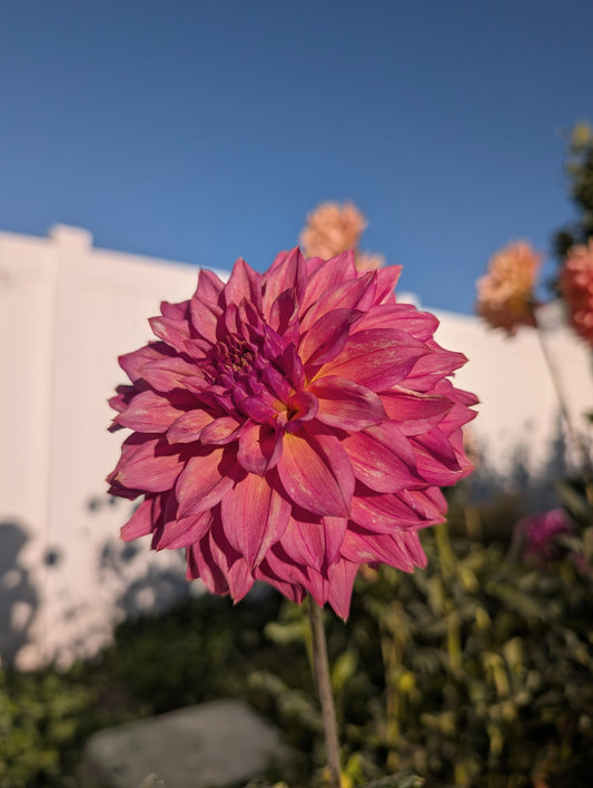 Bloomquist Innate (Rooted Cuttings)