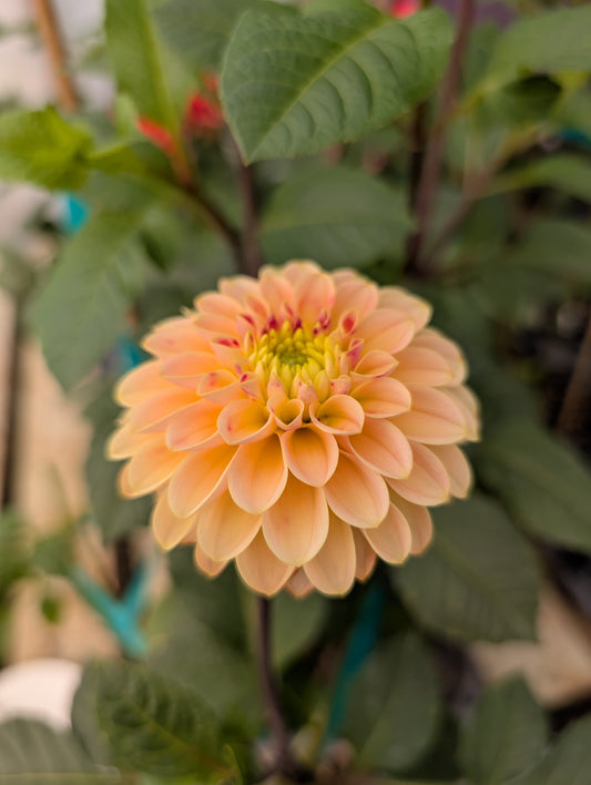 Hapet Cheddar (Rooted Cutting)