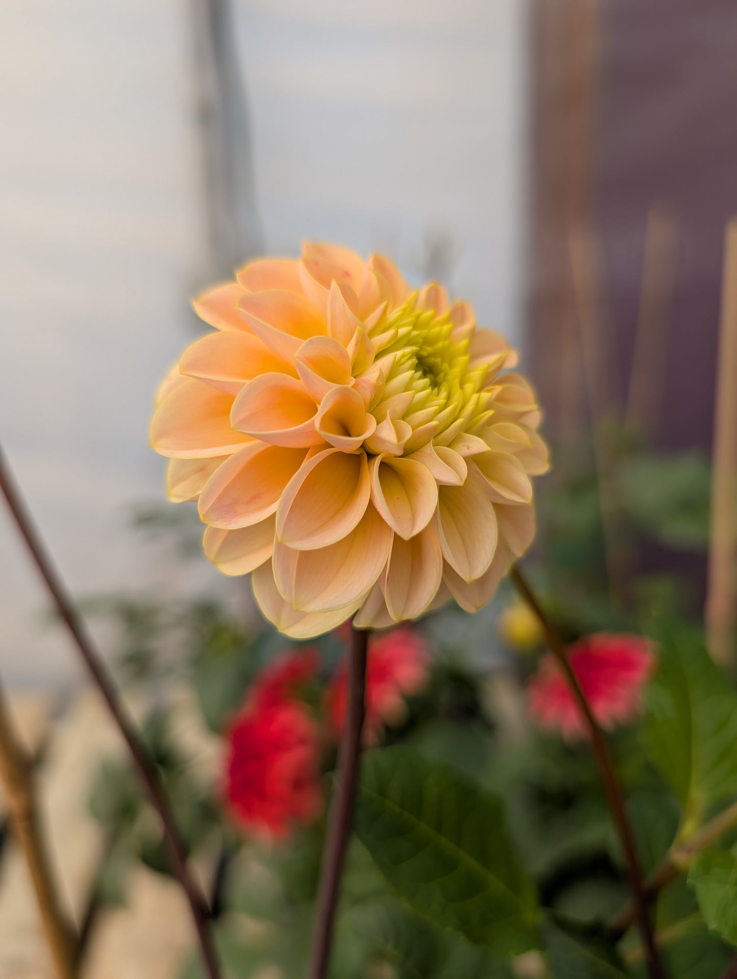 Hapet Cheddar (Rooted Cutting)