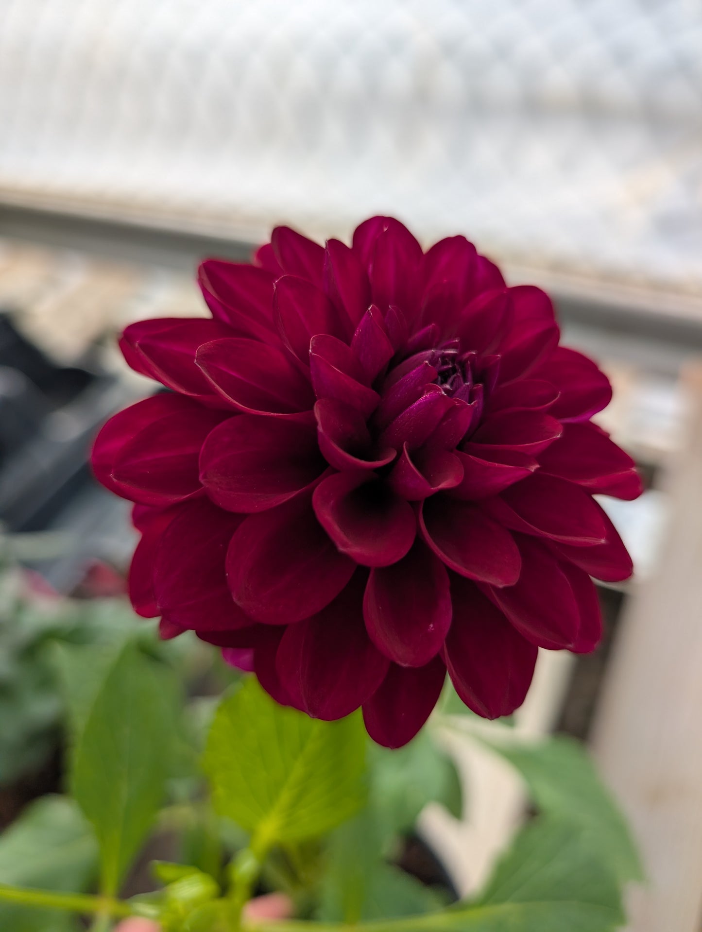 Barbarry Aloha (Rooted Cutting)