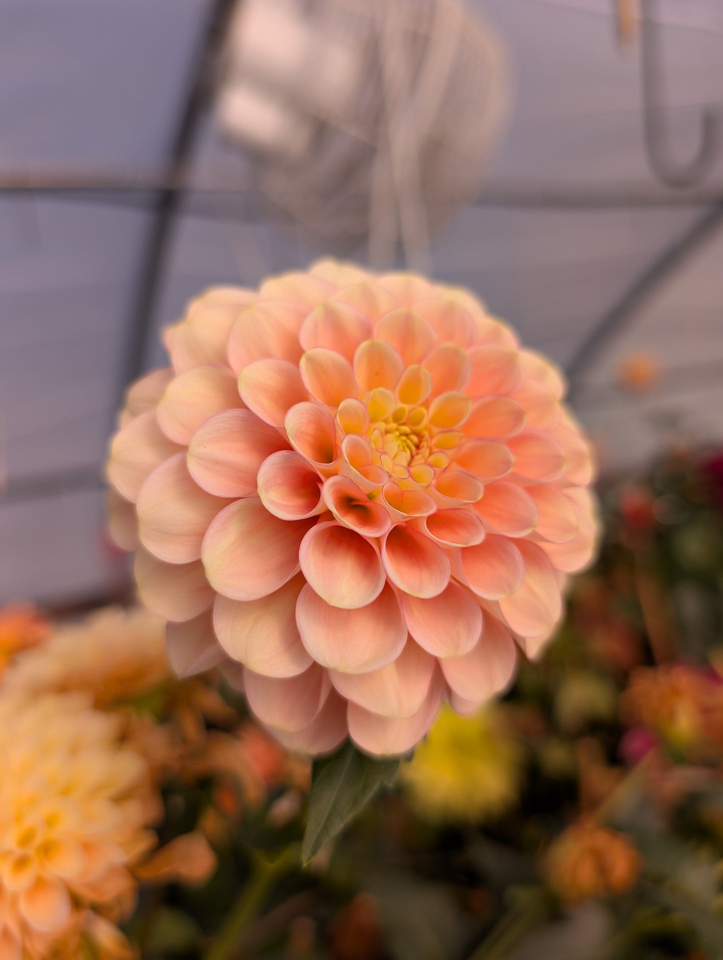 Burfoot Eva (Rooted Cutting)