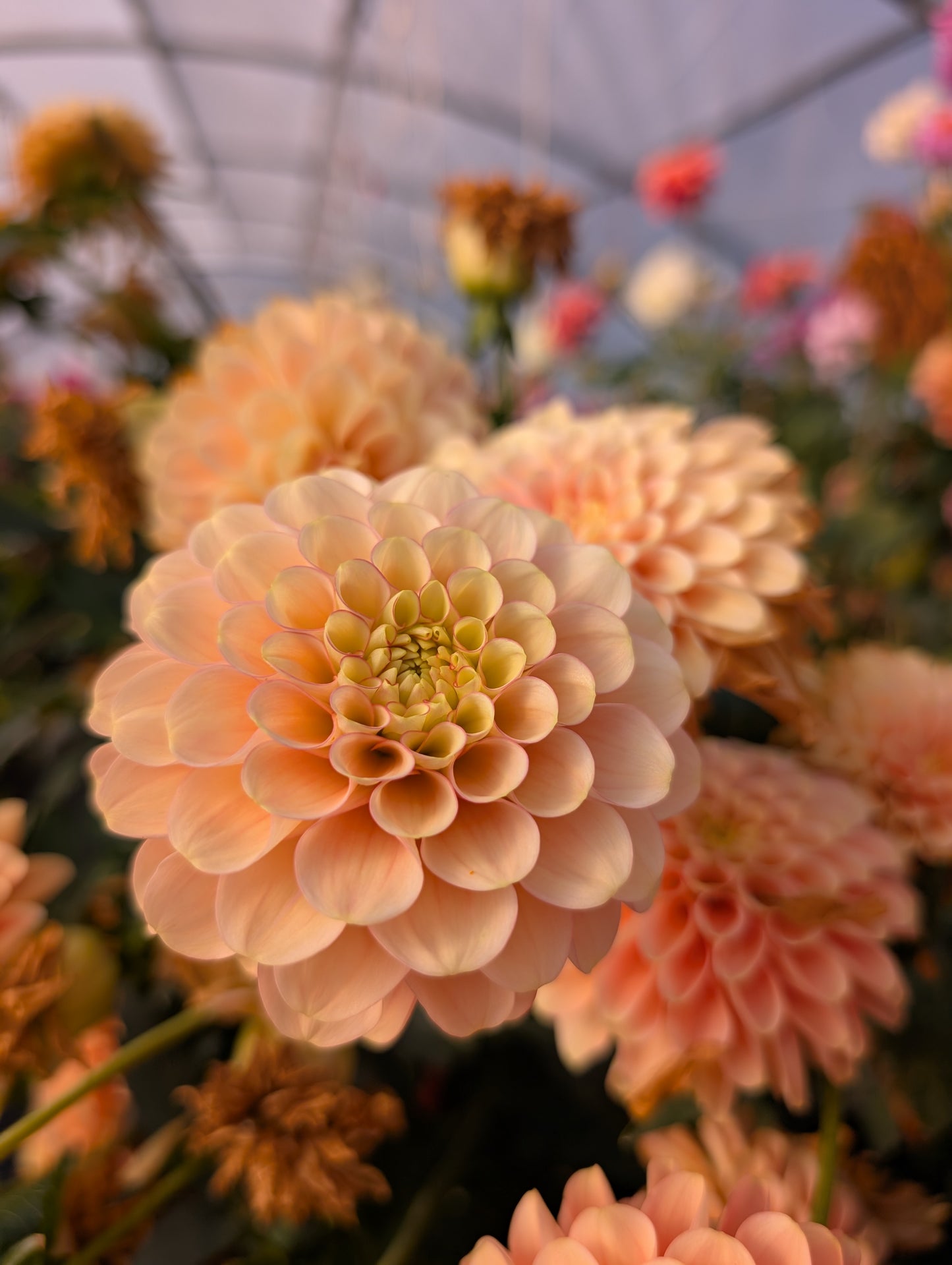 Burfoot Eva (Rooted Cutting)