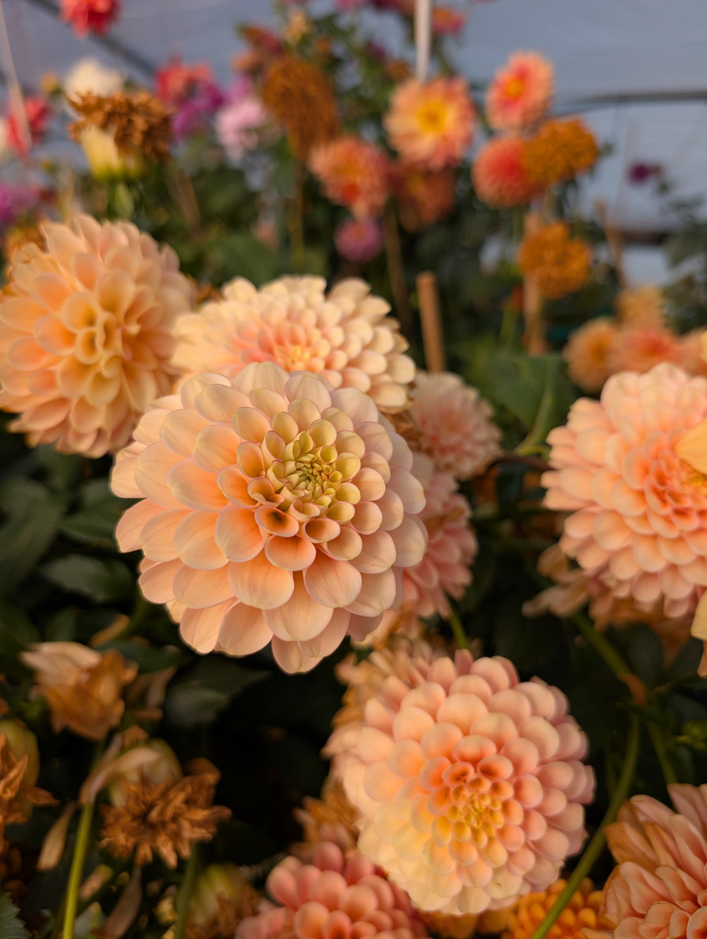 Burfoot Eva (Rooted Cutting)