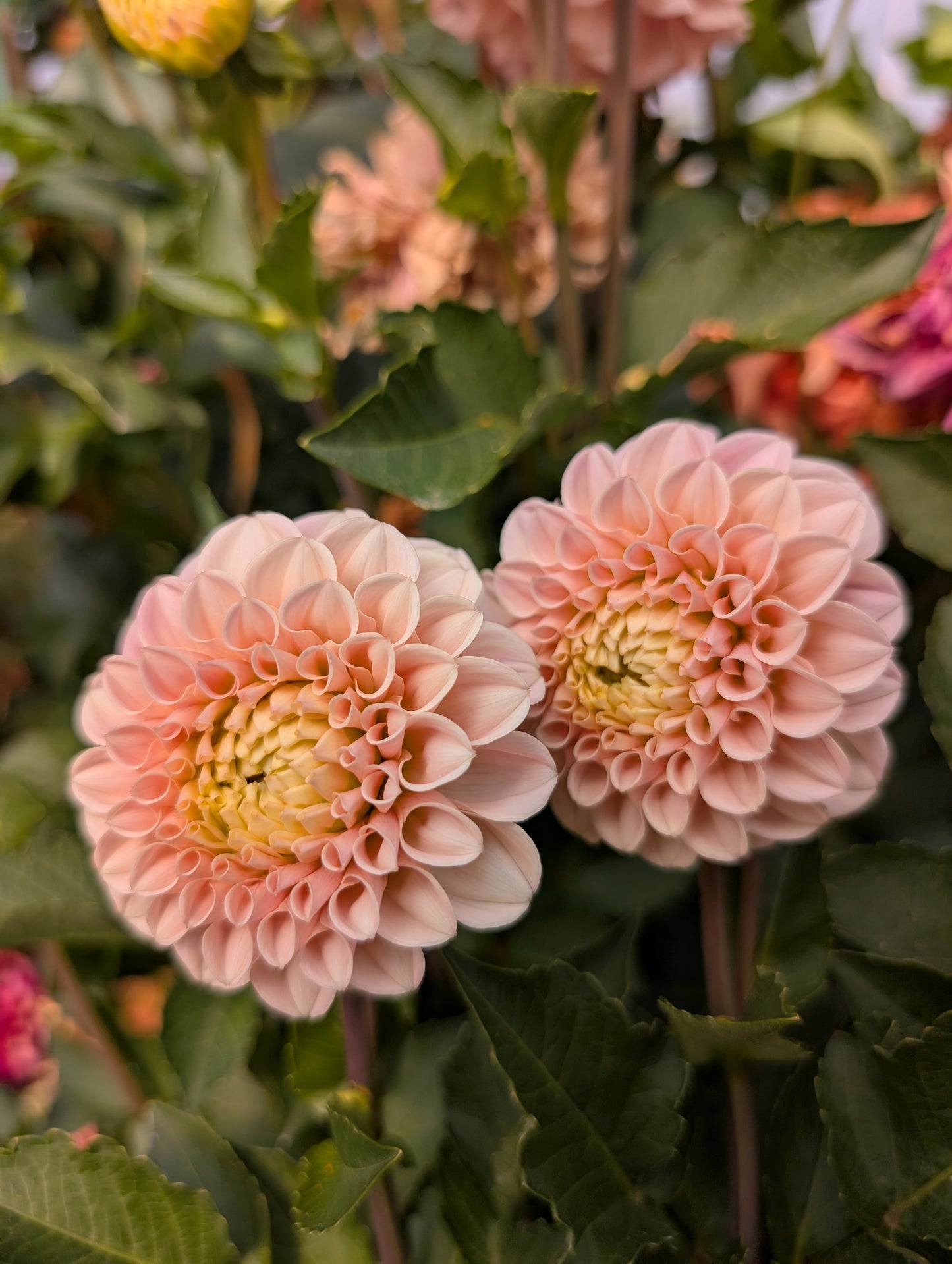 Levi's Revenant (Rooted Cuttings)