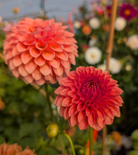 RM Lure (Rooted Cutting)