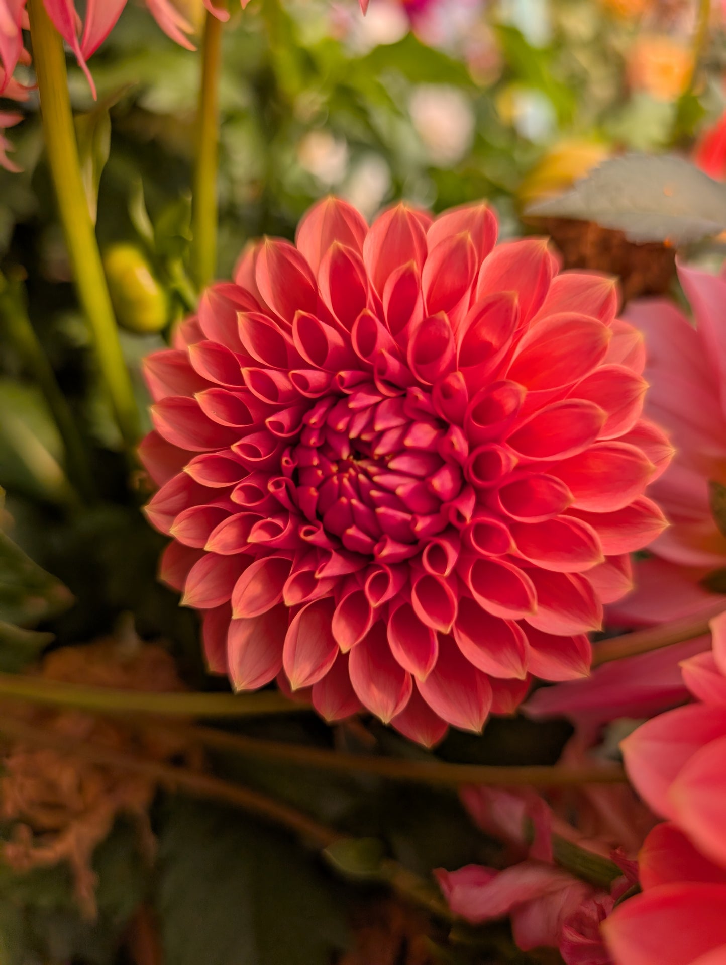 RM Lure (Rooted Cutting)