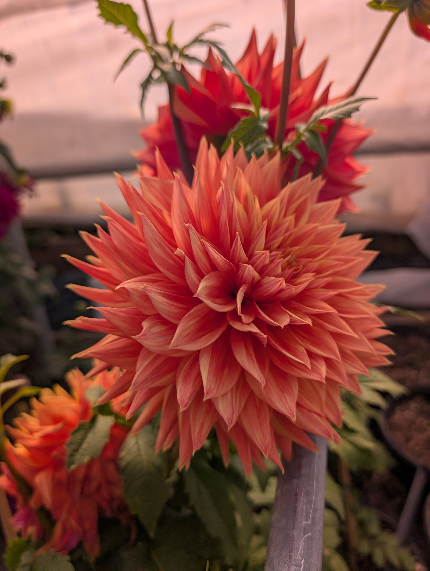 AC Alysia (Rooted Cutting)