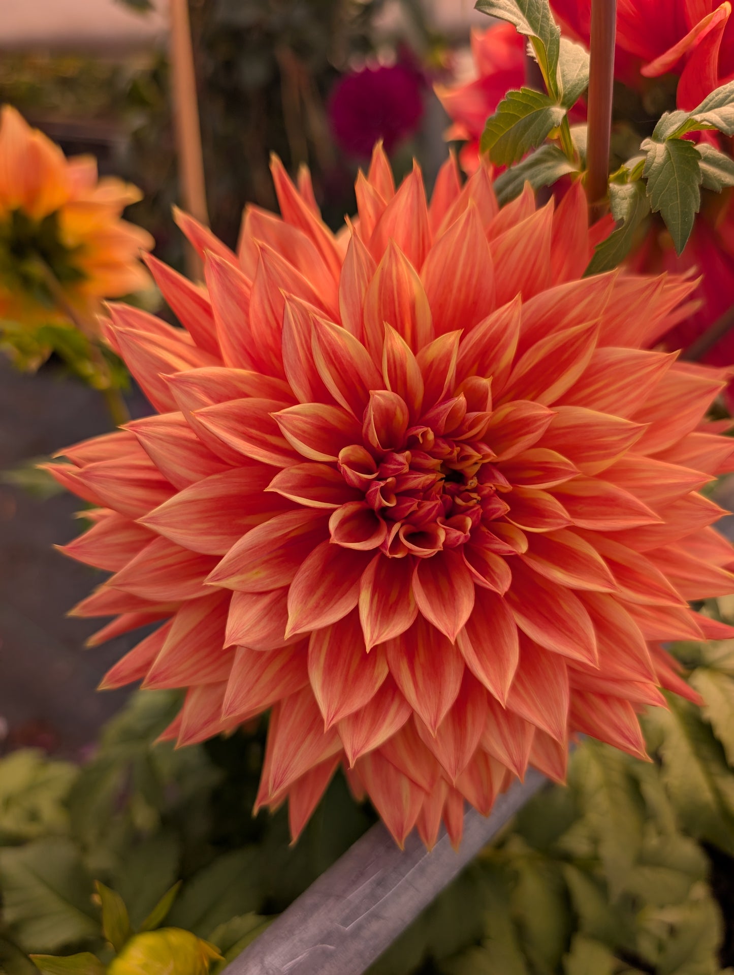 AC Alysia (Rooted Cutting)