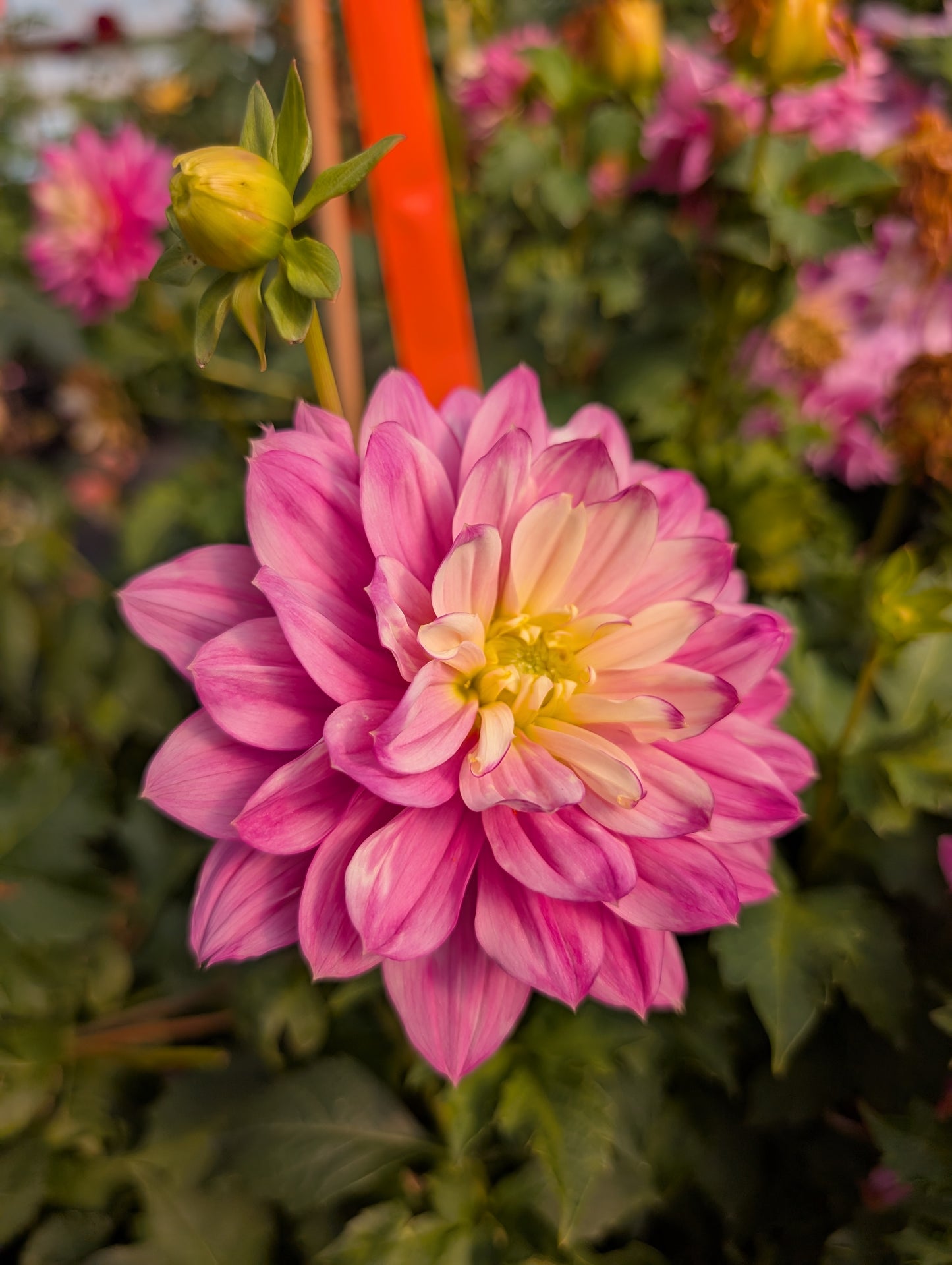 Hollyhill Pink Martini (Rooted Cutting)