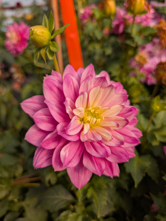 Hollyhill Pink Martini (Rooted Cutting)