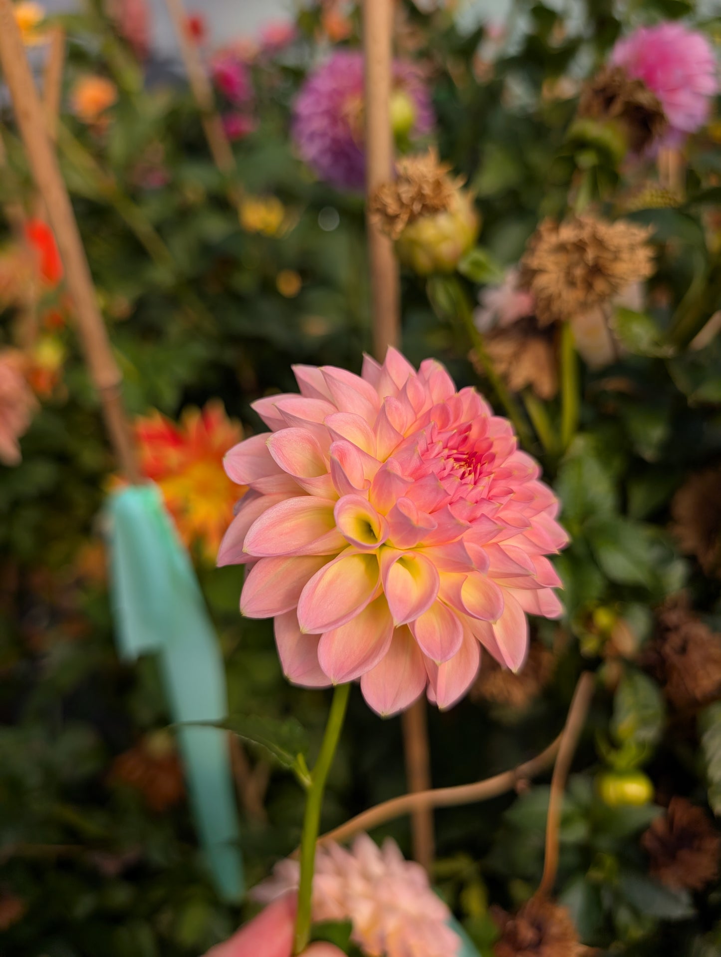 Barbarry Dominion (Rooted Cutting)