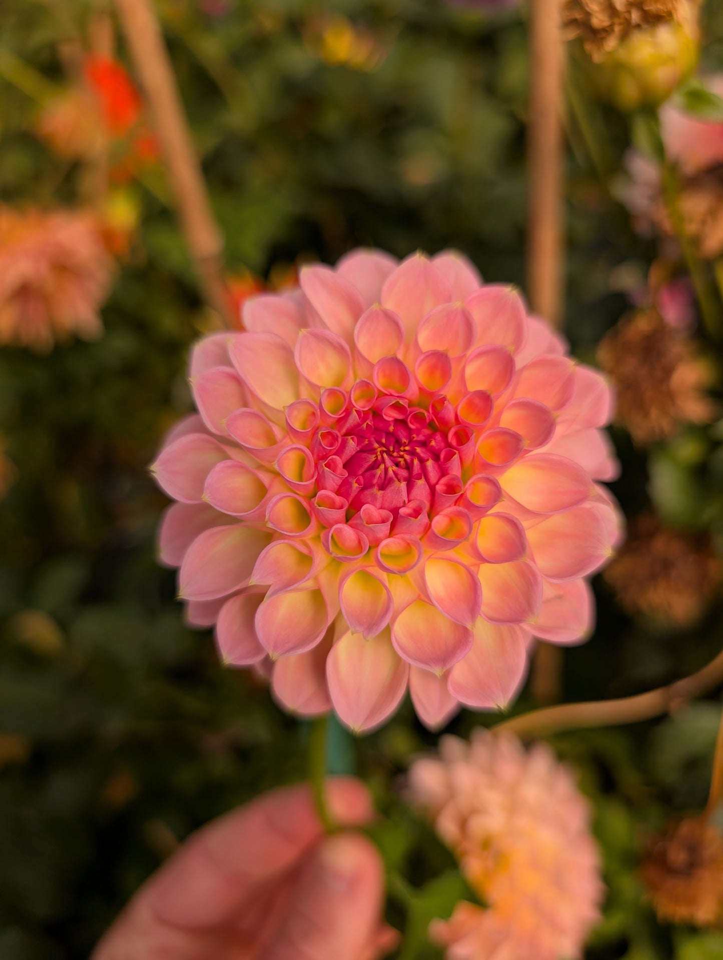 Barbarry Dominion (Rooted Cutting)