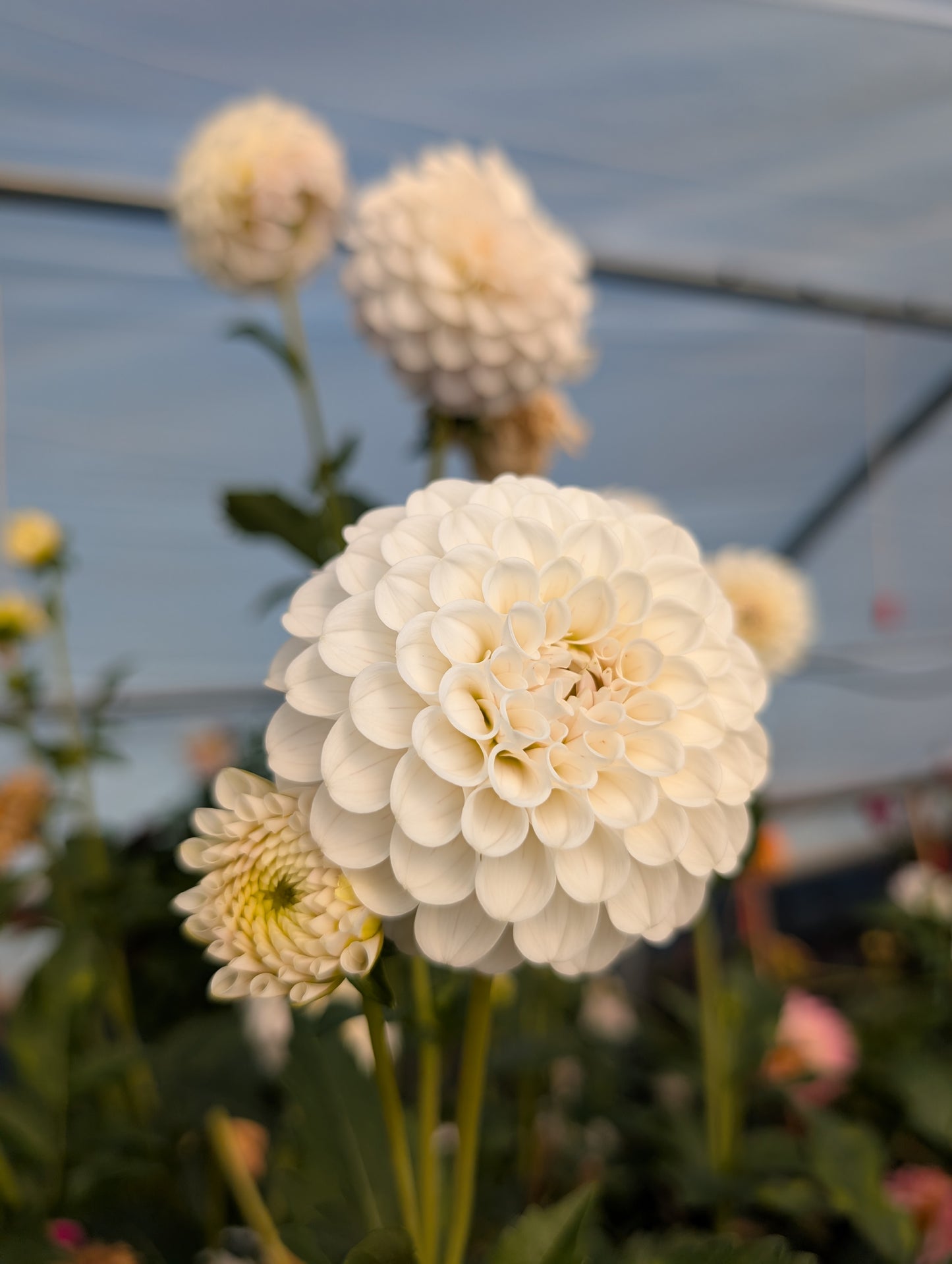 RM Hannah Joe (Rooted Cutting)