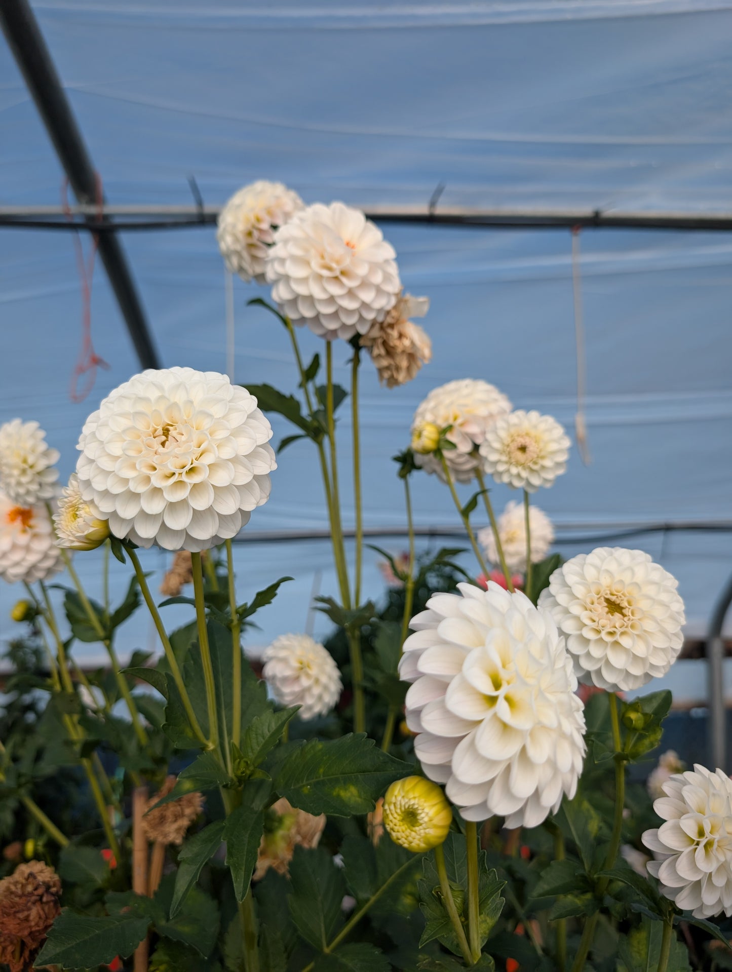 RM Hannah Joe (Rooted Cutting)