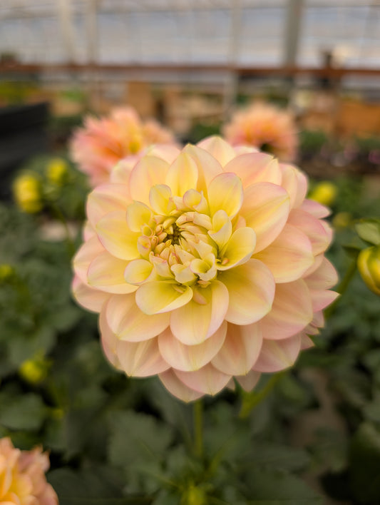 Rosemary Webb (Rooted Cutting)