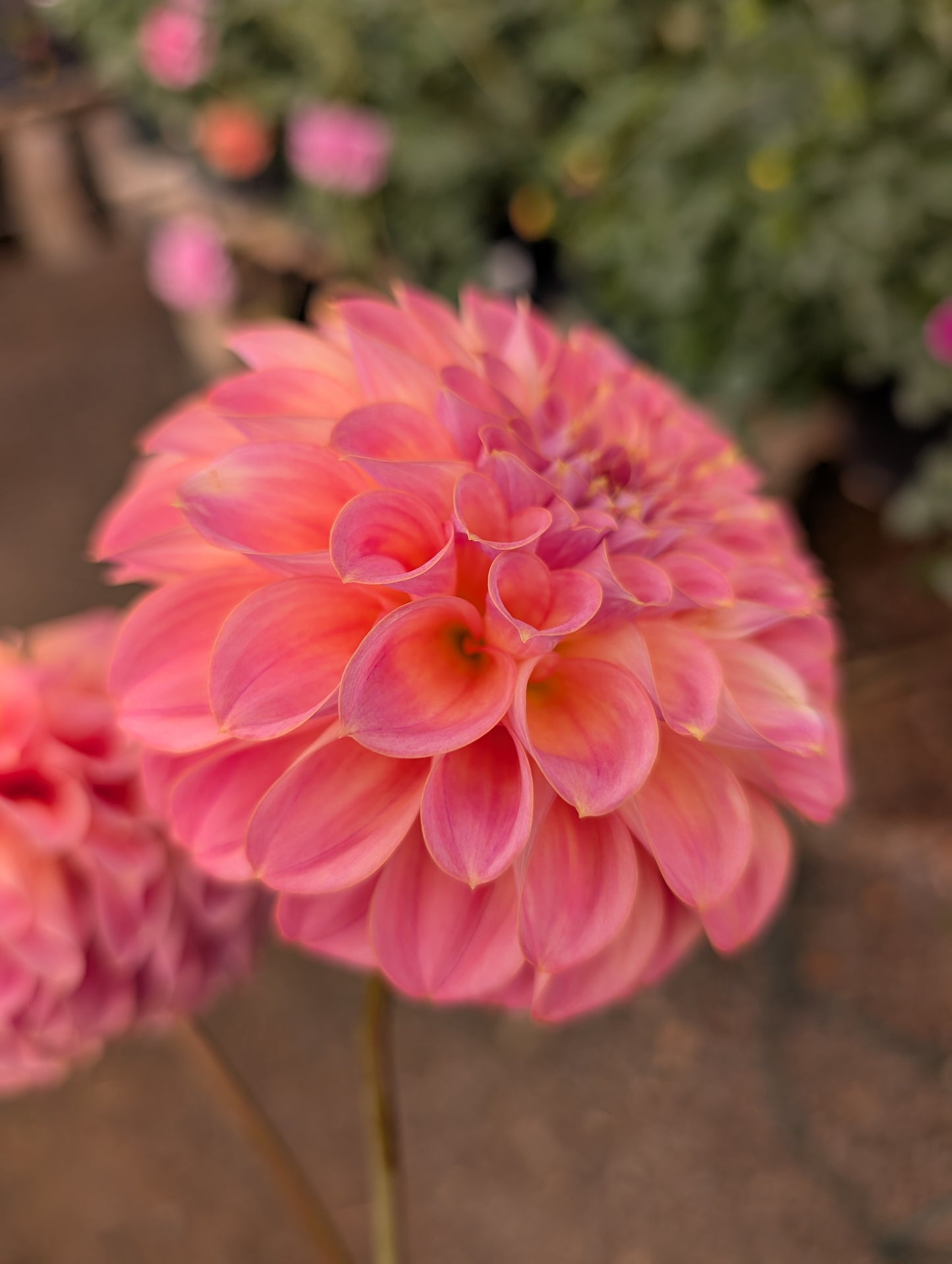 Coorabell Moonglow (Rooted Cutting)