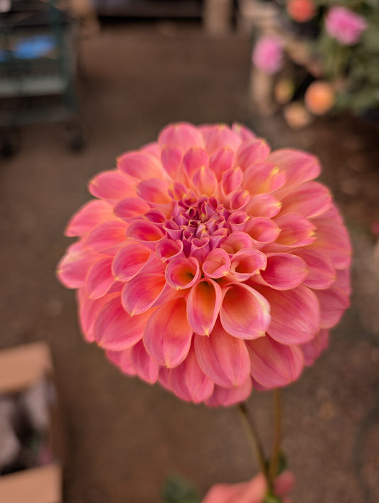 Coorabell Moonglow (Rooted Cutting)