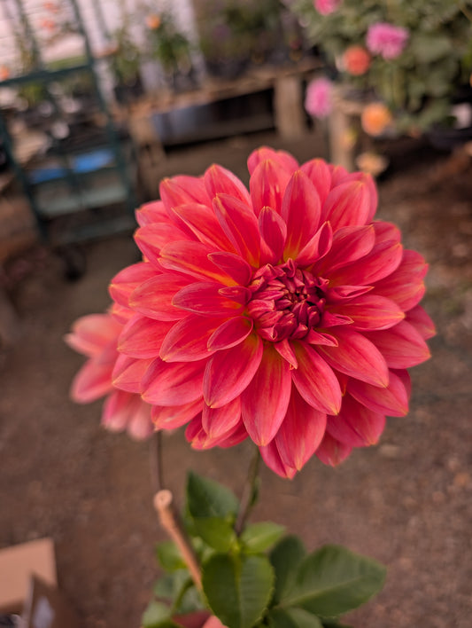 RM Peach Flair (Rooted Cutting)