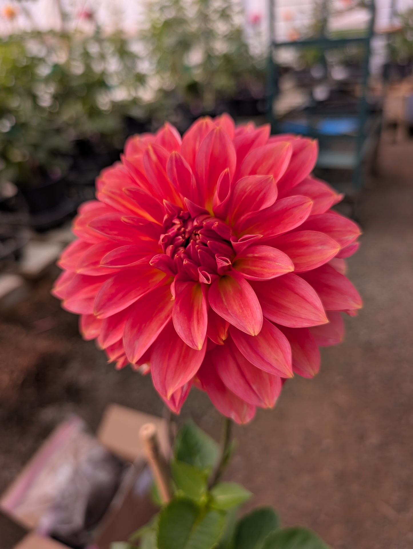 RM Peach Flair (Rooted Cutting)