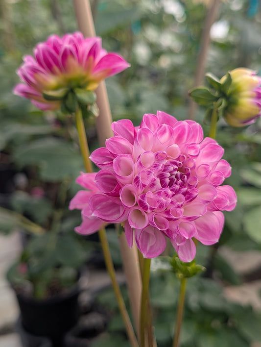 Hapet Rosaly (Rooted Cutting)