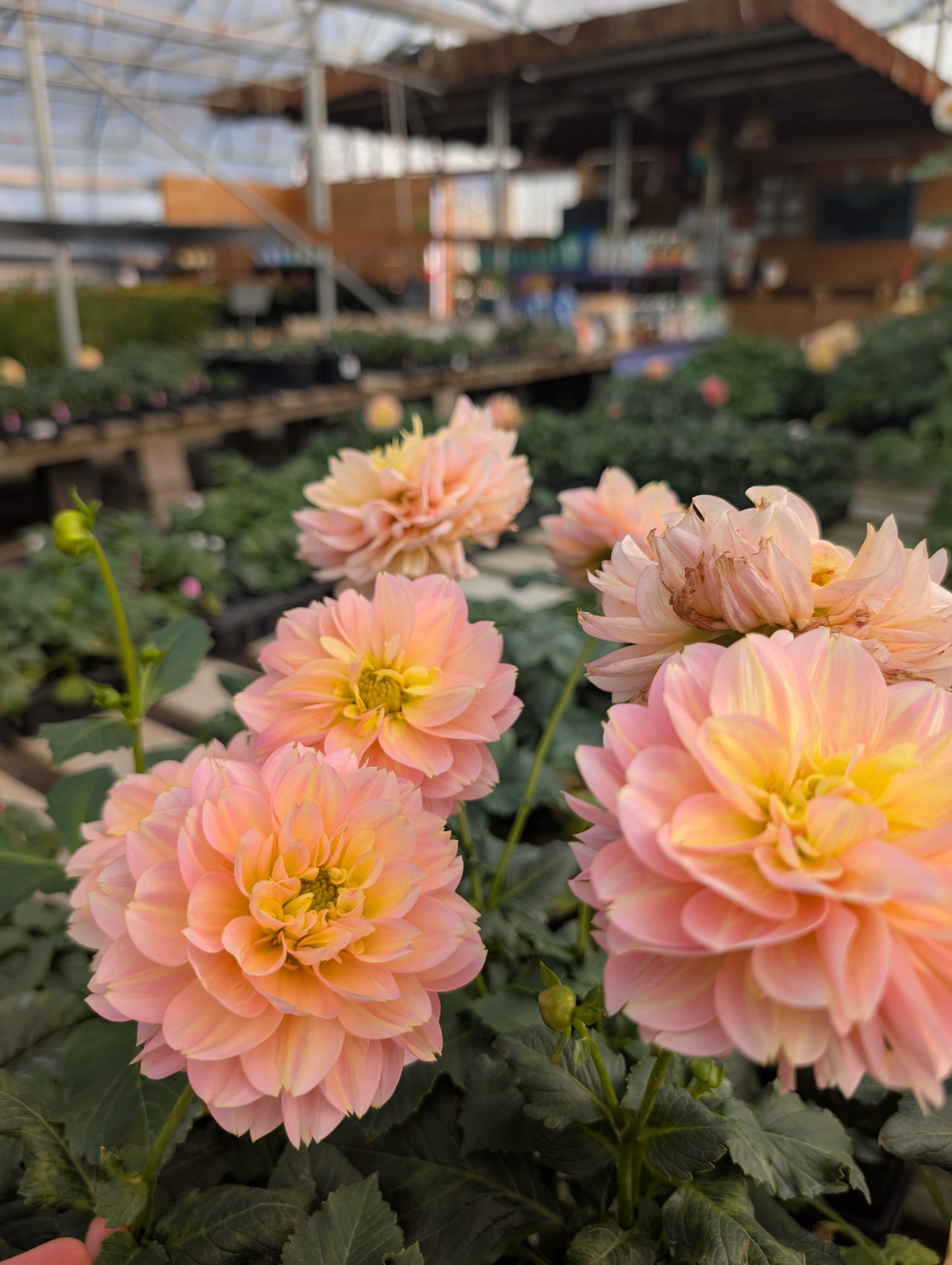 Rosemary Webb (Rooted Cutting)