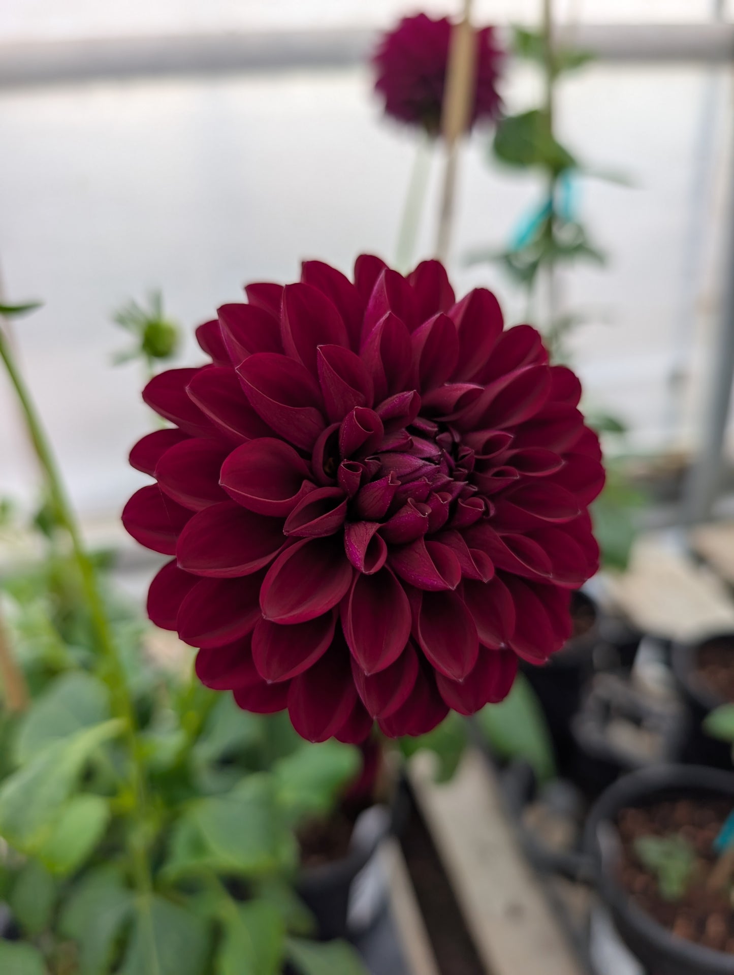 Barbarry Aloha (Rooted Cutting)