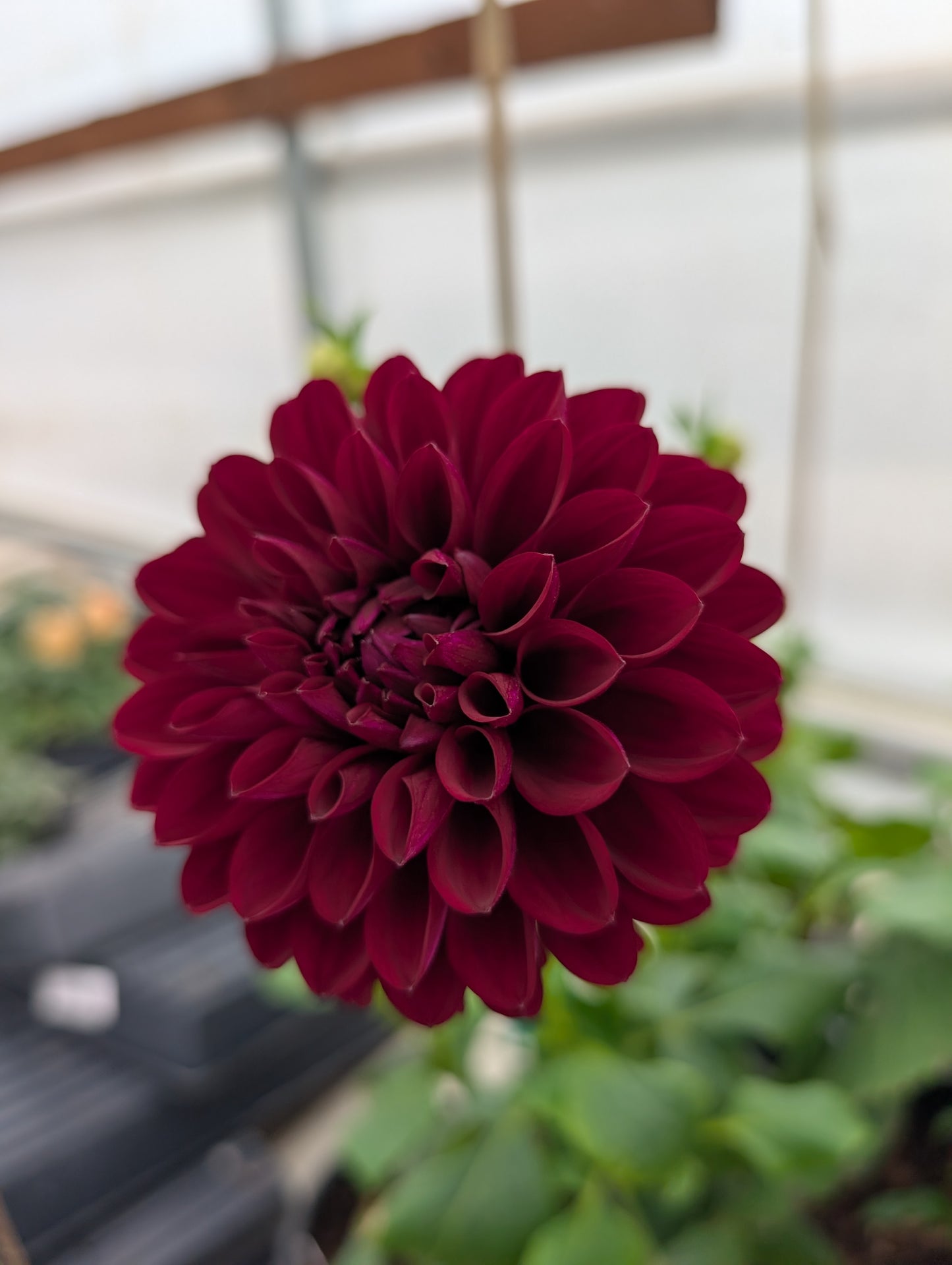 Barbarry Aloha (Rooted Cutting)