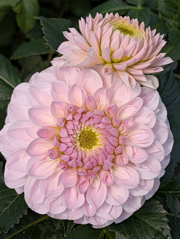 Lyon Park Dahlias