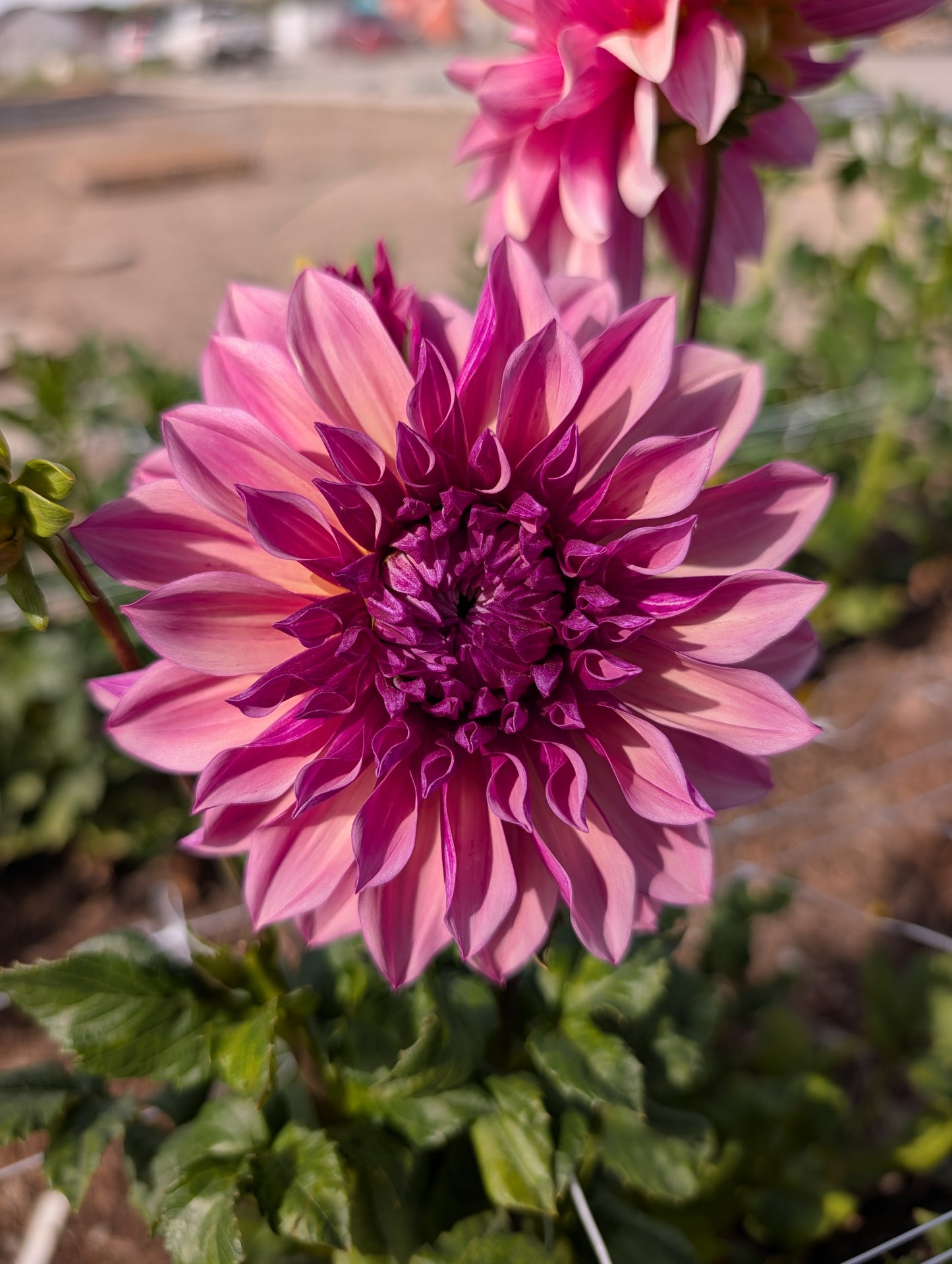 Everbloom Rosé (Rooted Cutting)