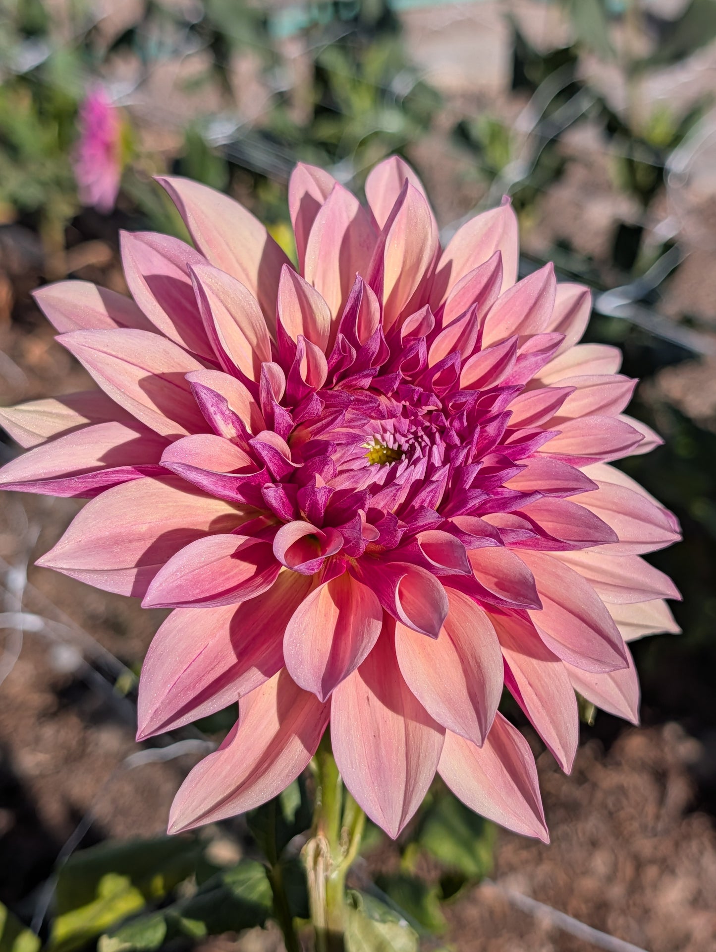 Everbloom Rosé (Rooted Cutting)