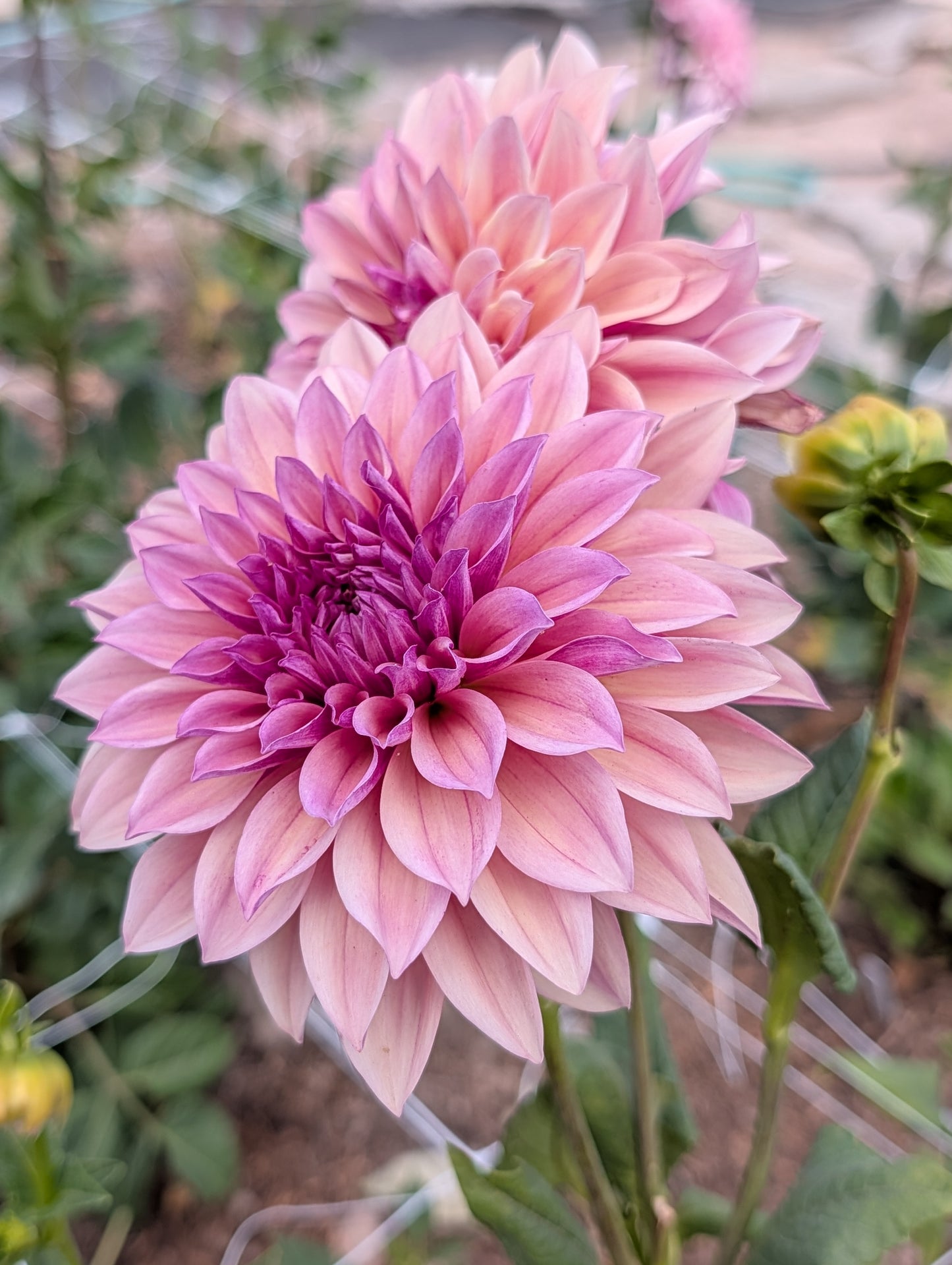 Everbloom Rosé (Rooted Cutting)