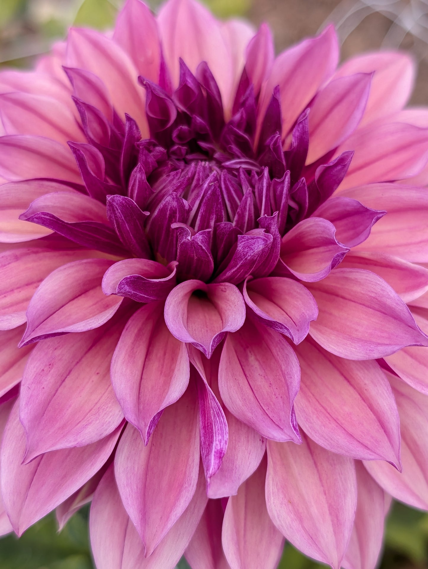 Everbloom Rosé (Rooted Cutting)