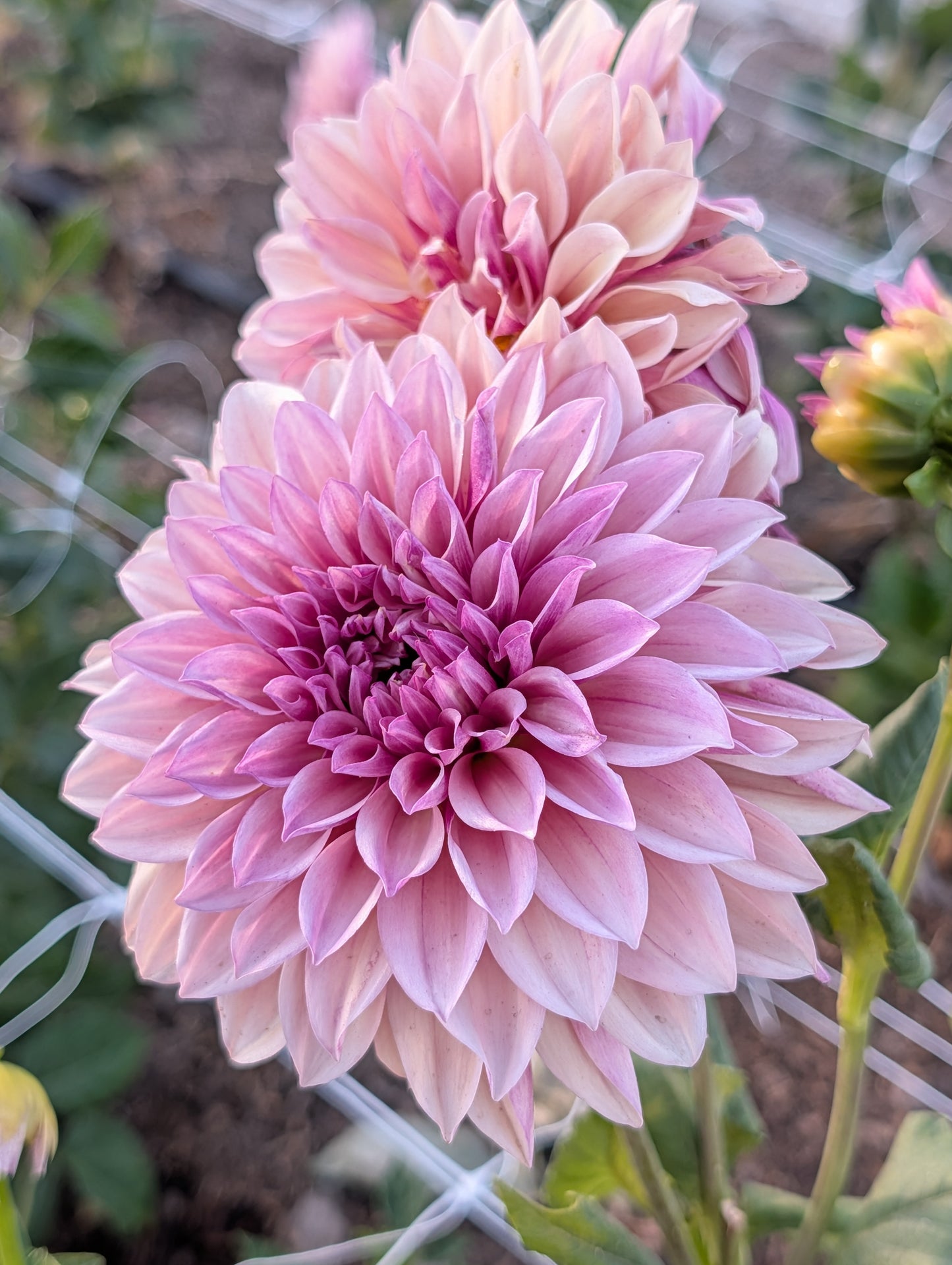 Everbloom Rosé (Rooted Cutting)