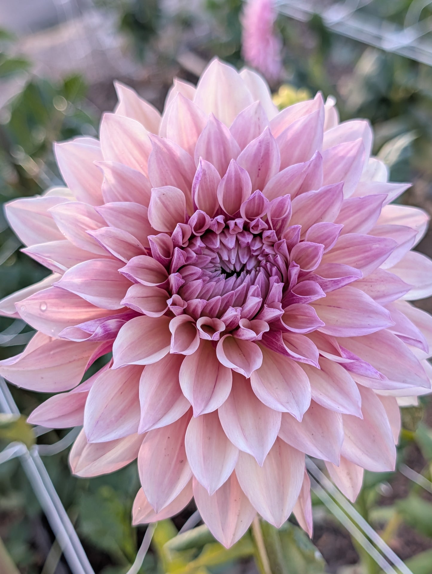 Everbloom Rosé (Rooted Cutting)