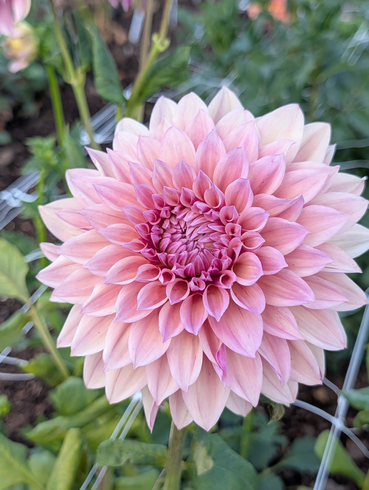 Everbloom Rosé (Rooted Cutting)