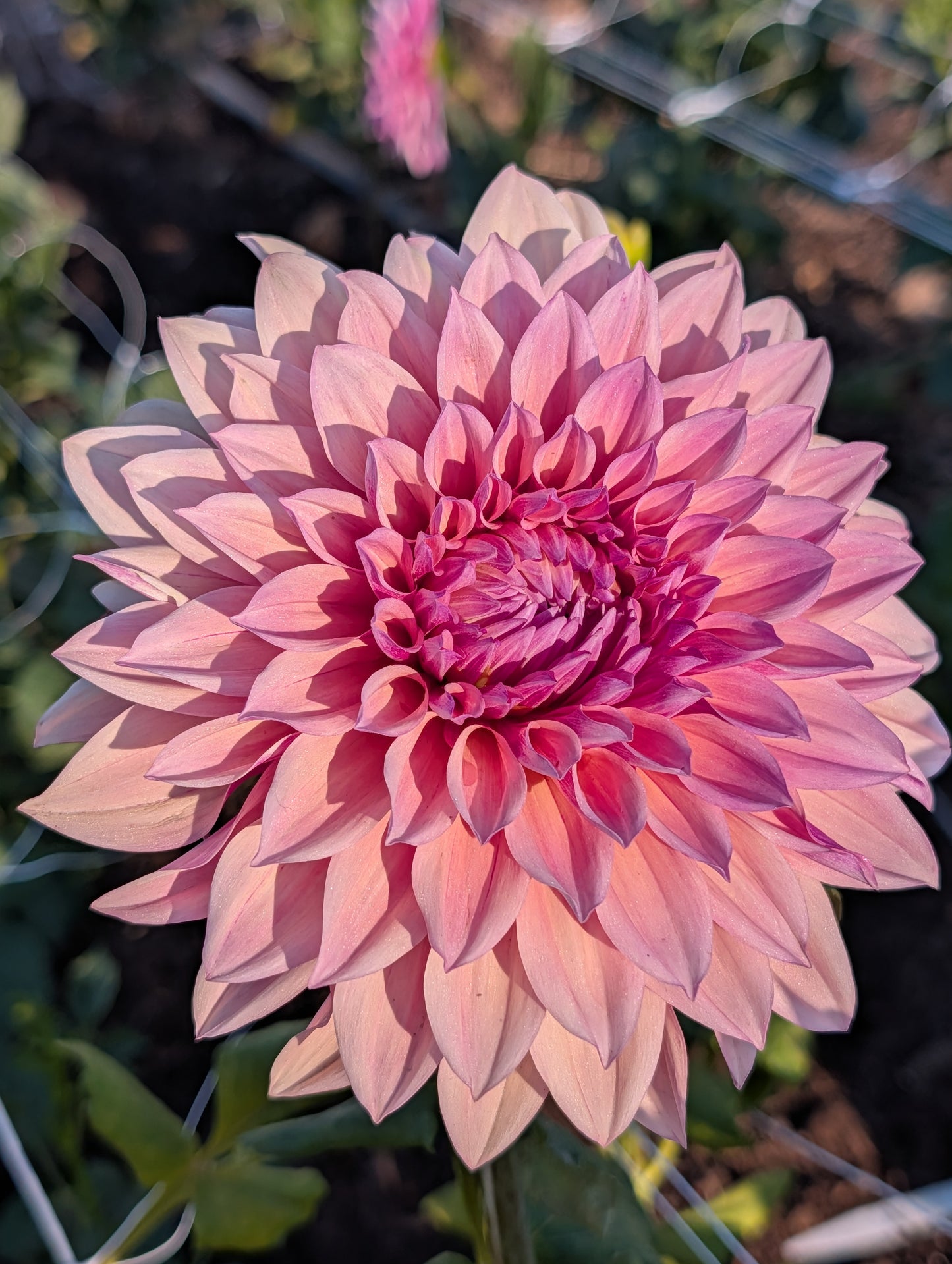 Everbloom Rosé (Rooted Cutting)