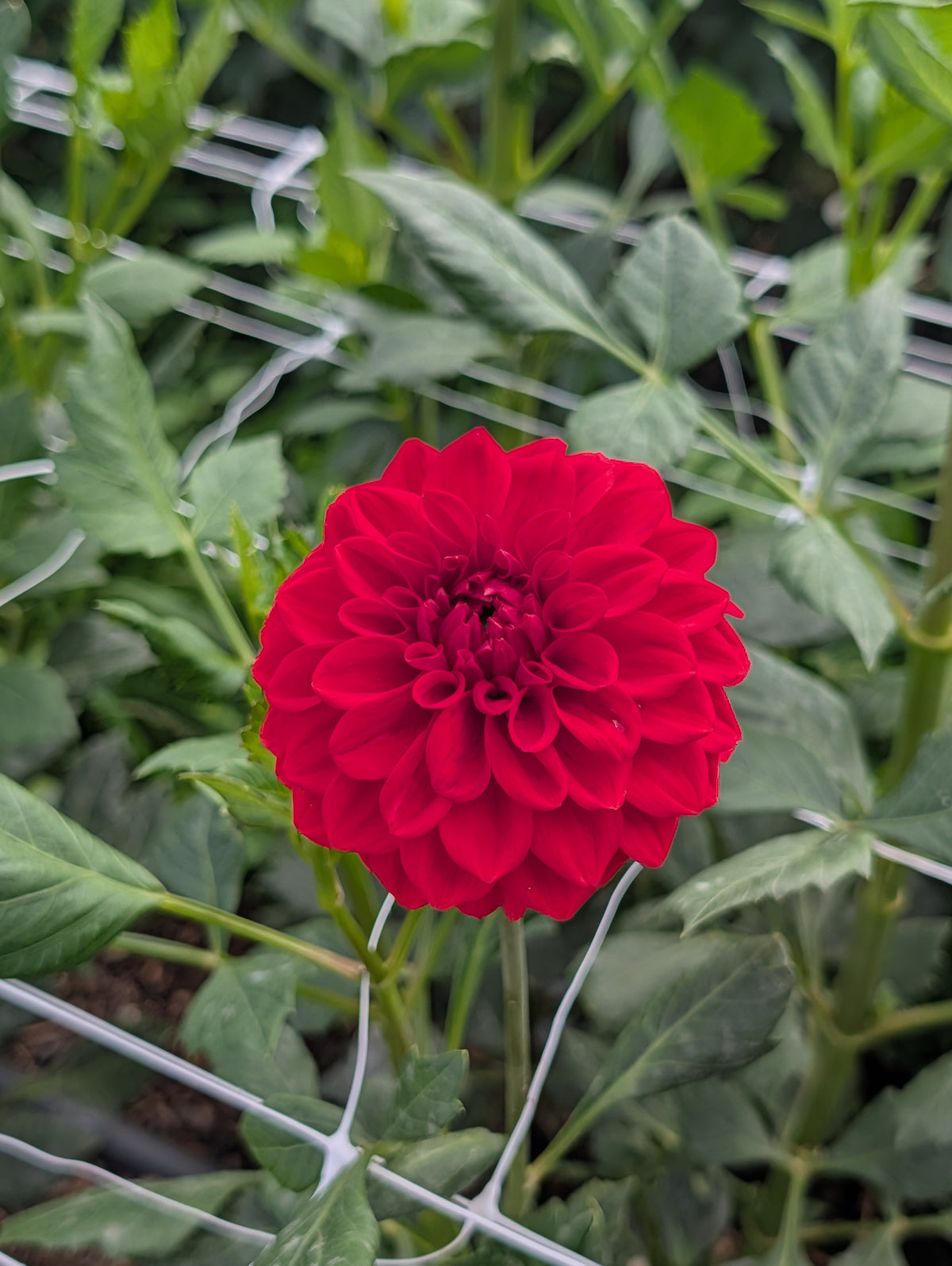 Glenmarc Delia (Rooted Cutting)
