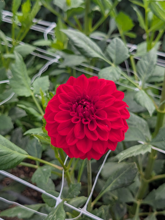 Glenmarc Delia (Rooted Cutting)