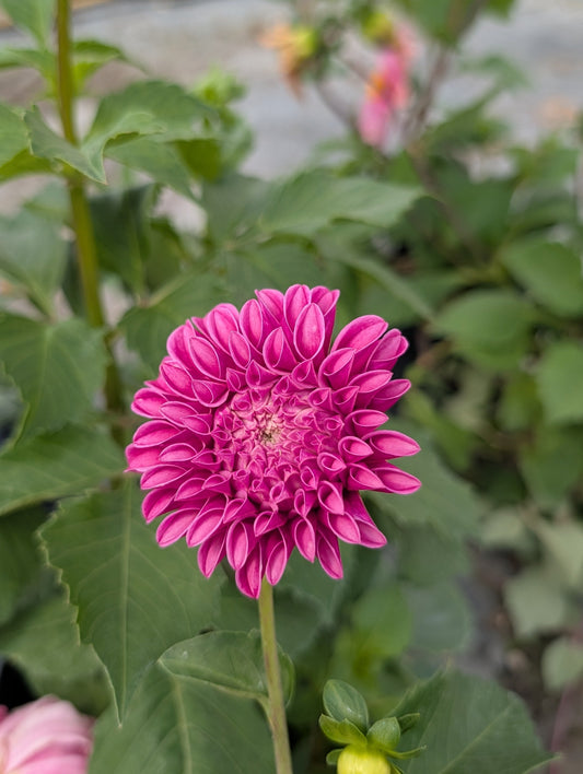 Mellum Nina (Rooted Cutting)