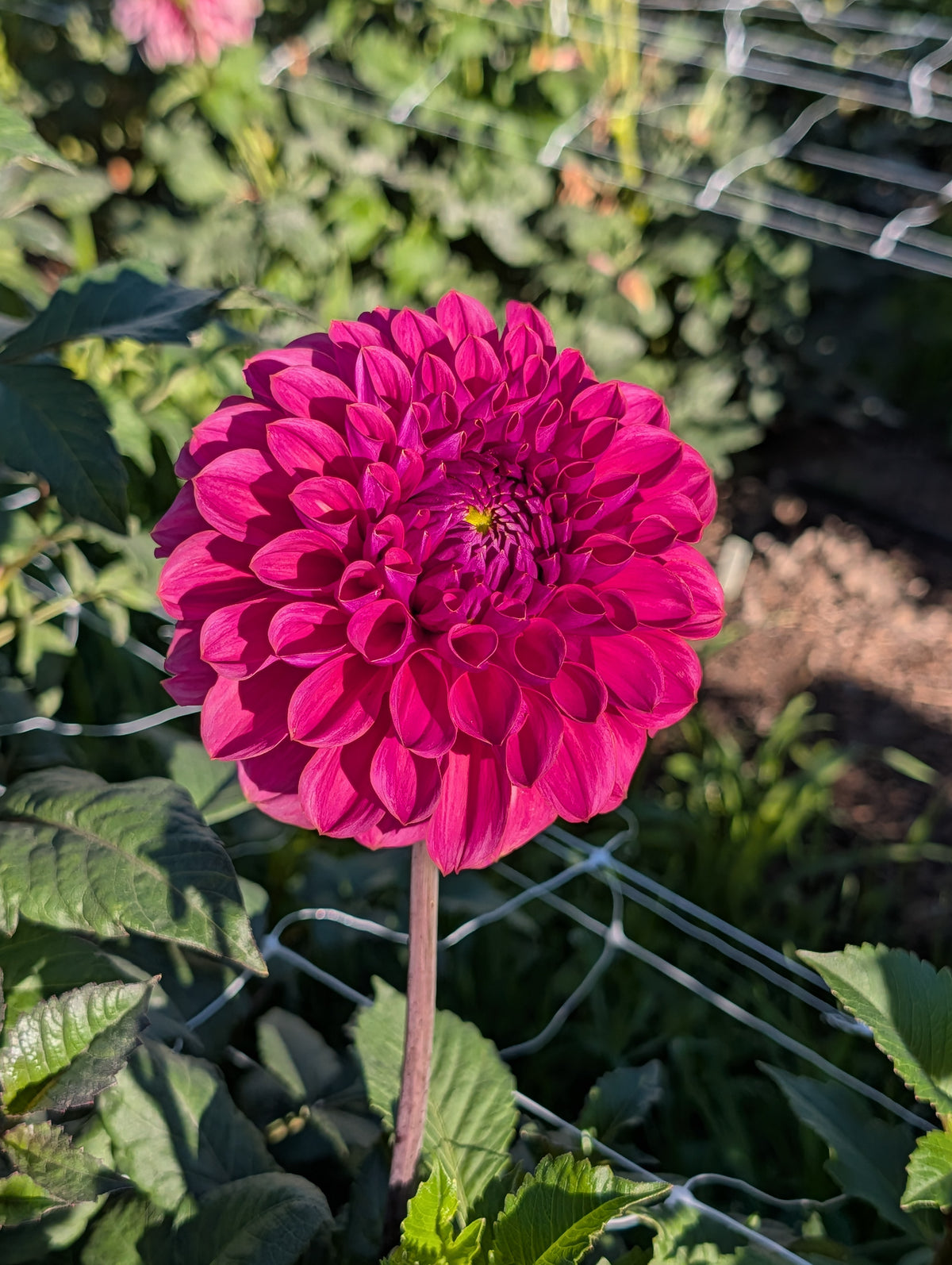GC Pink Lemonade (Rooted Cutting)