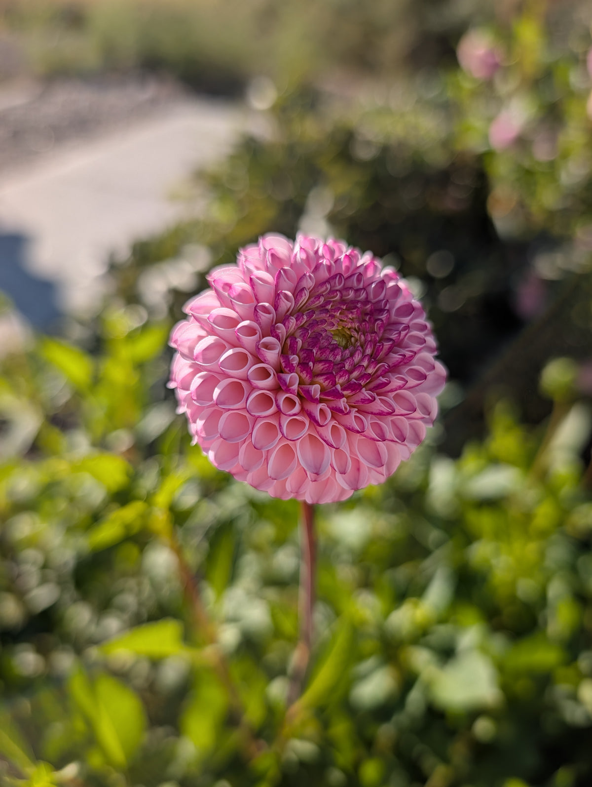 Gurtla Twilight (Rooted Cutting)