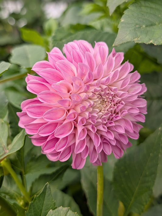 Mellum Nina (Rooted Cutting)
