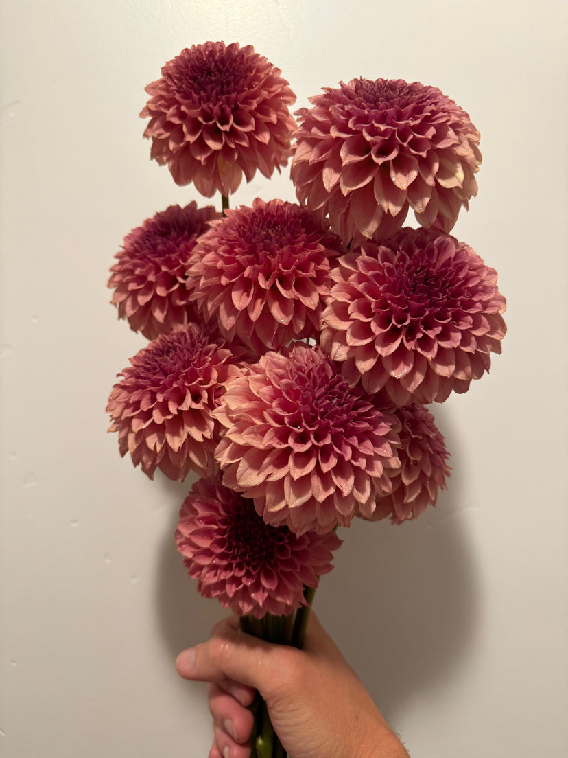 Coral Sea (Rooted Cutting)